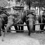 Granja de elefantes. Tailandia