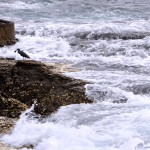 Cazando cangrejos. Tailandia