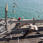 Sus gaviotas. Barcelona