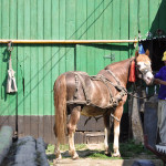 Vida rural. Rumanía