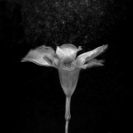 Flor