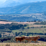 Navarra