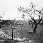 Castelldans