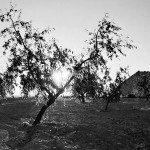 Él, detrás de un árbol. Castelldans