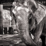 Elefante en cautiverio. Tailandia