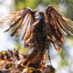 Fénix