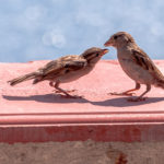 Pareja